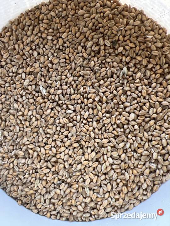 Pszenica jęczmień Kwaczała