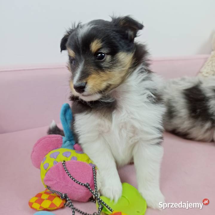 Owczarek szetlandzki Wiązowna