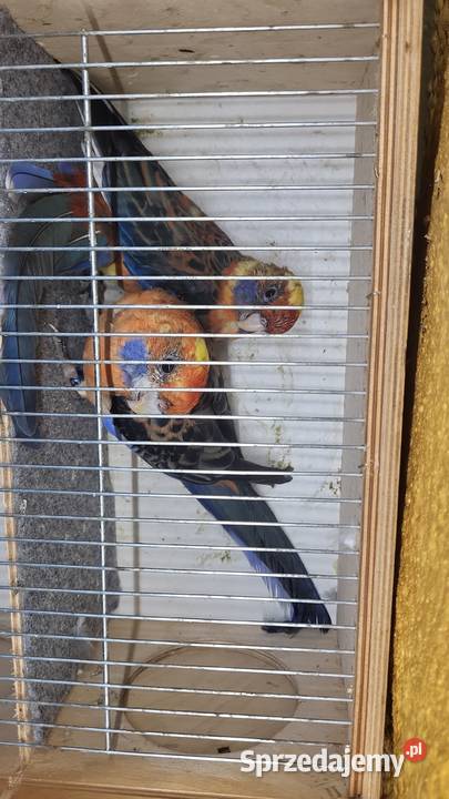 Sprzedam papugi rozelle królewskie górskie Nowy Sącz