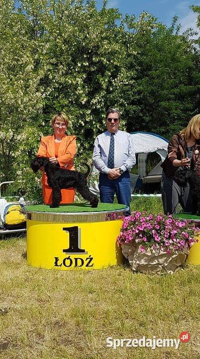 Sznaucer miniaturowy czarny FCI ZKwP Sopot