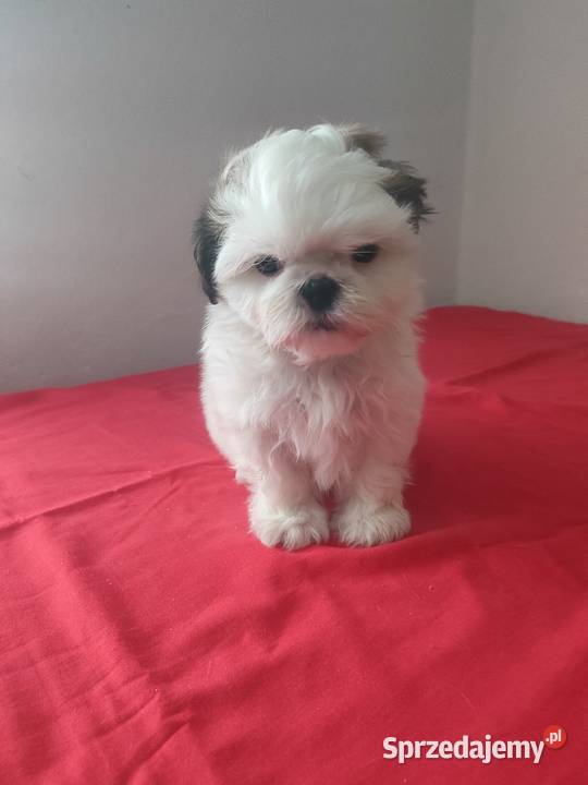Piesek SHIHTZU łódzkie Wieluń
