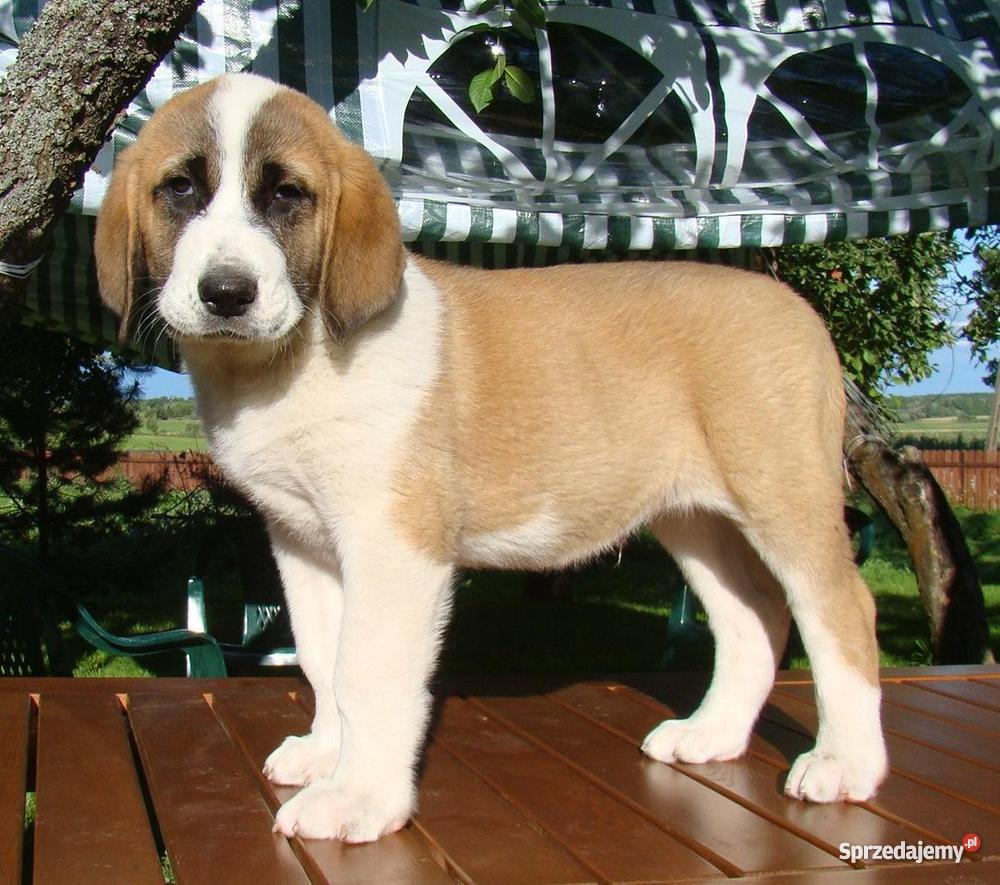 Owczarek środkowoazjatycki rodowodowe szczenięta warmińsko-mazurskie