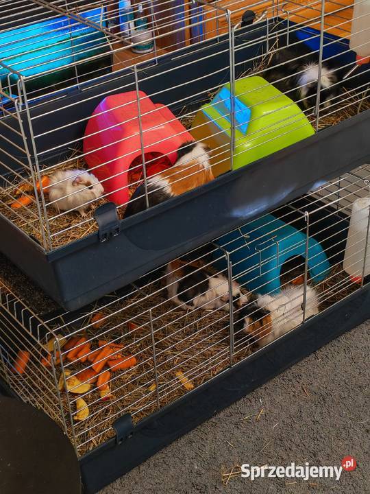 Sprzedam świnki morskie Wólka Zastawska