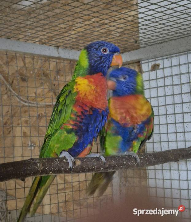 Lorysy Tęczowe para