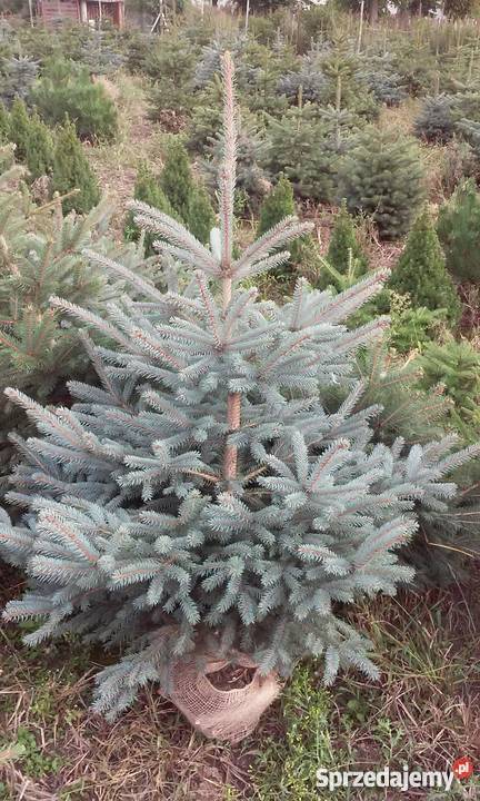 Świerk serbski srebrny i pospolity sprzedam