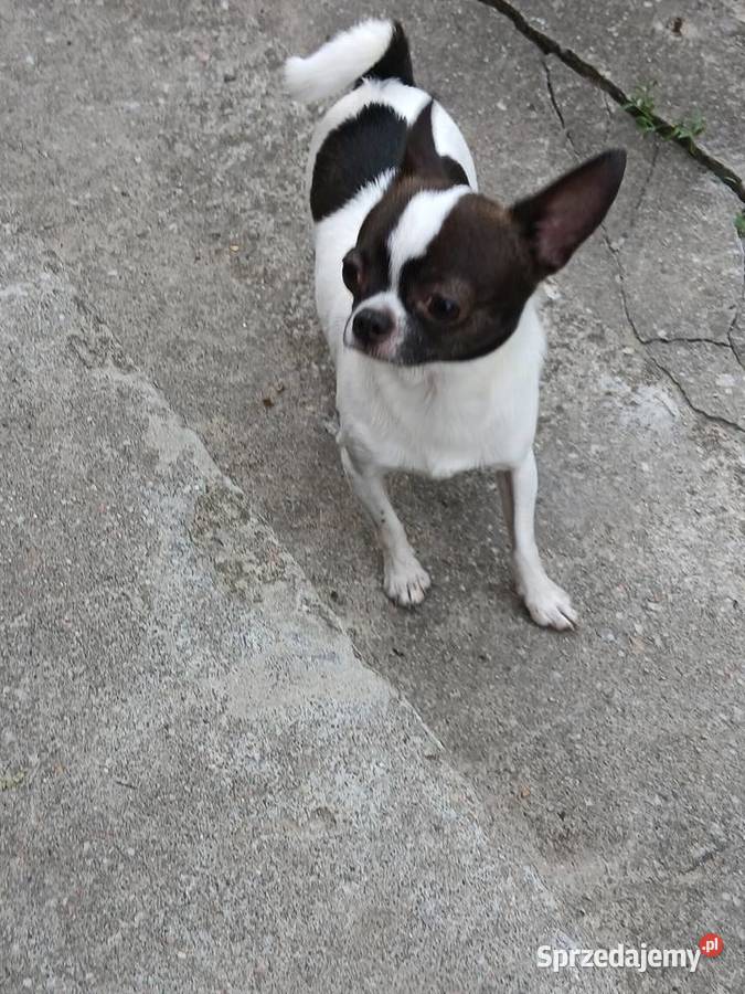 Sprzedam chihuhua Chihuahua Kijaszkowo