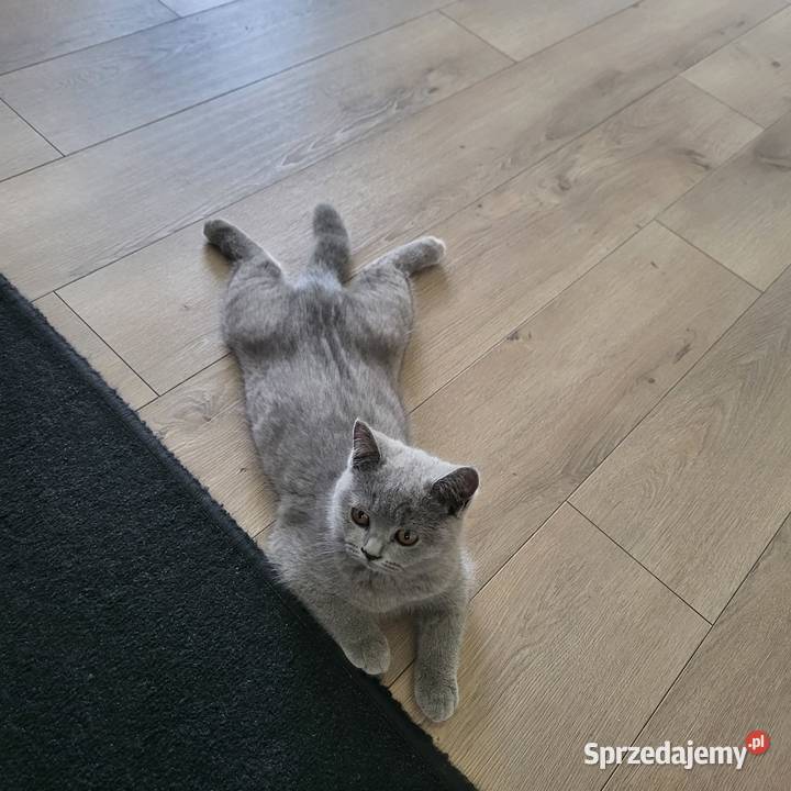 Oddam kotkę w ręce Piękna Dąbrówki
