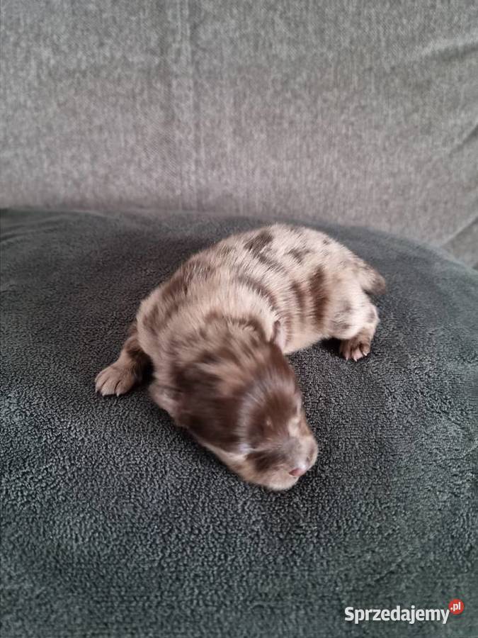 Szpic miniaturowy szczenięta Wieruszew sprzedam