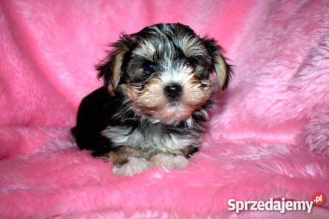 YORK MALTAŃCZYK dolnośląskie Wierzbice