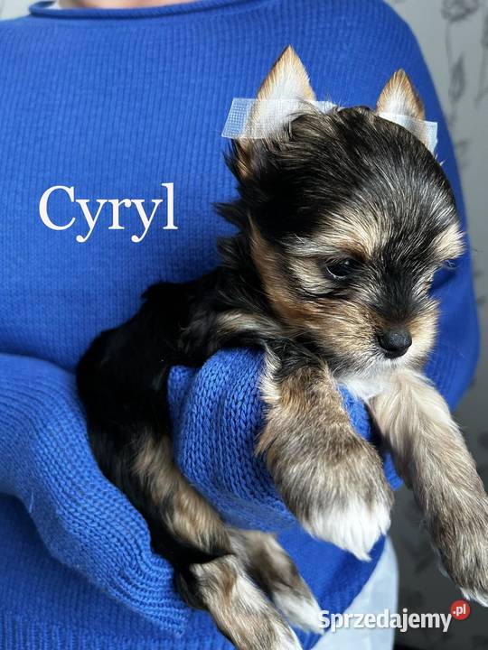 Piesek CYRYL Yorkshire Terrier