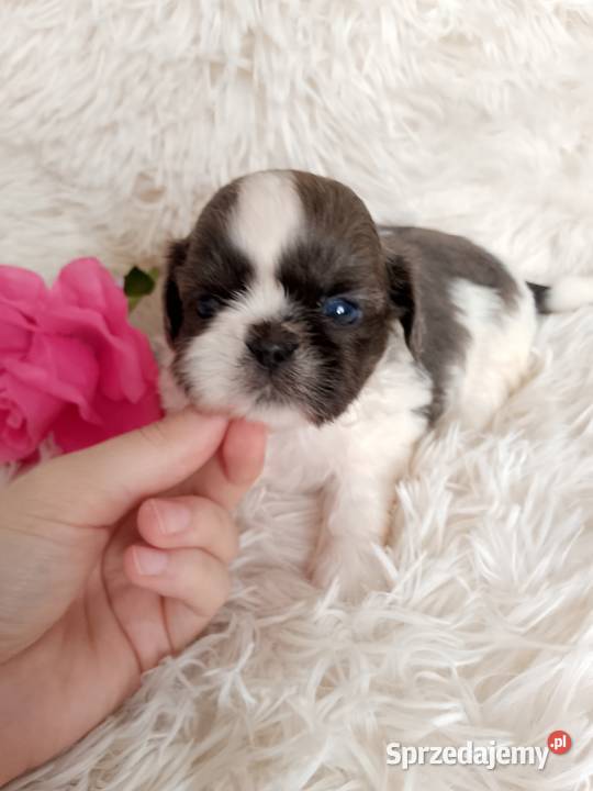 Piękna suczka ShihTzu blue fawn szuka domku Wieruszów