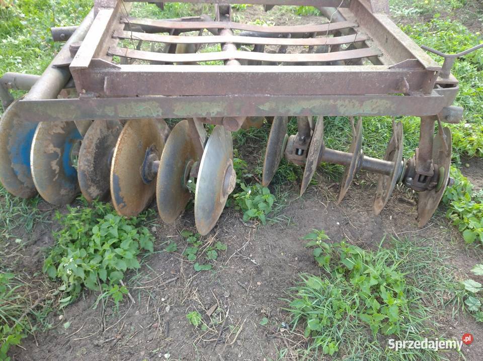 Talerzówka Przymuszewo