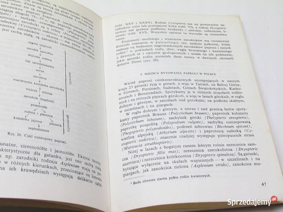 Paprocie Karpowicz Wanda