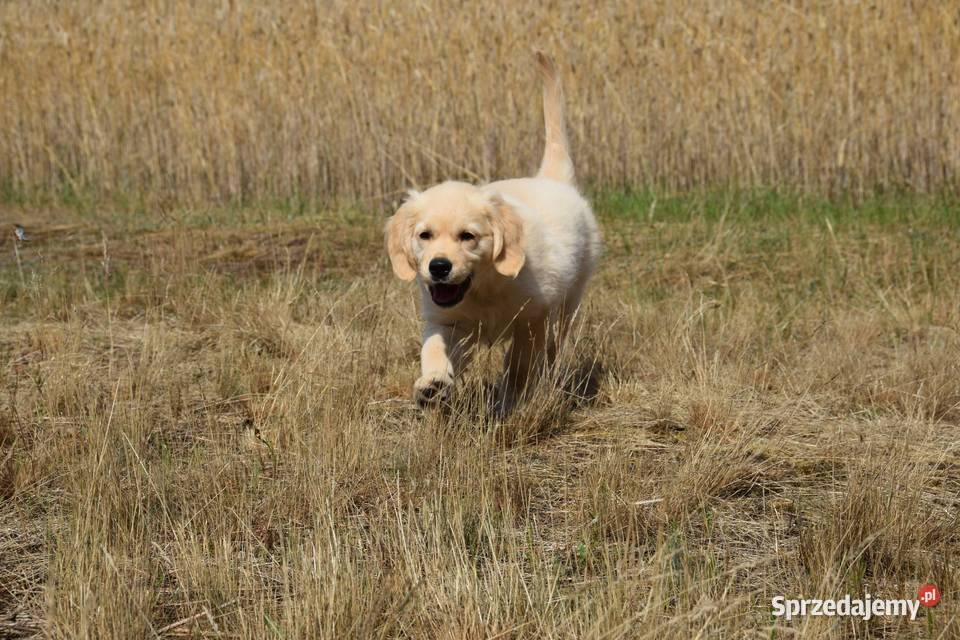Szczenię Golden Retriever ZKWP FCI Łochów