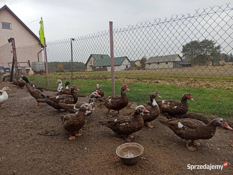 Kaczki i kaczory francuskiepiżmowe czekoladowe Krasnystaw