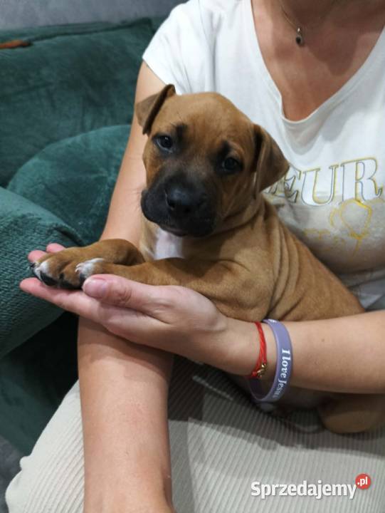 amstaff mazowieckie sprzedam