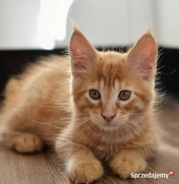 Kotek main coon z rodowodem śląskie Zabrze