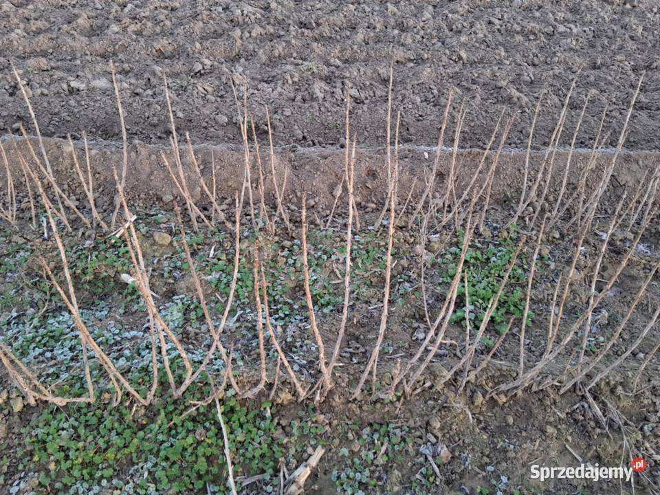 Porzeczka sadzonka sztobty liscie Czarna Puławy