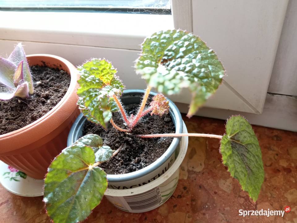 Kwiaty domowe podlaskie Białystok