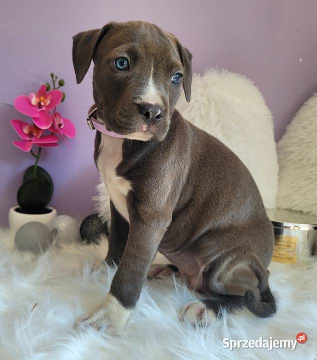 Cudowne i rodzinne szczeniaki Amstaff blue Amstaff Kraków sprzedam