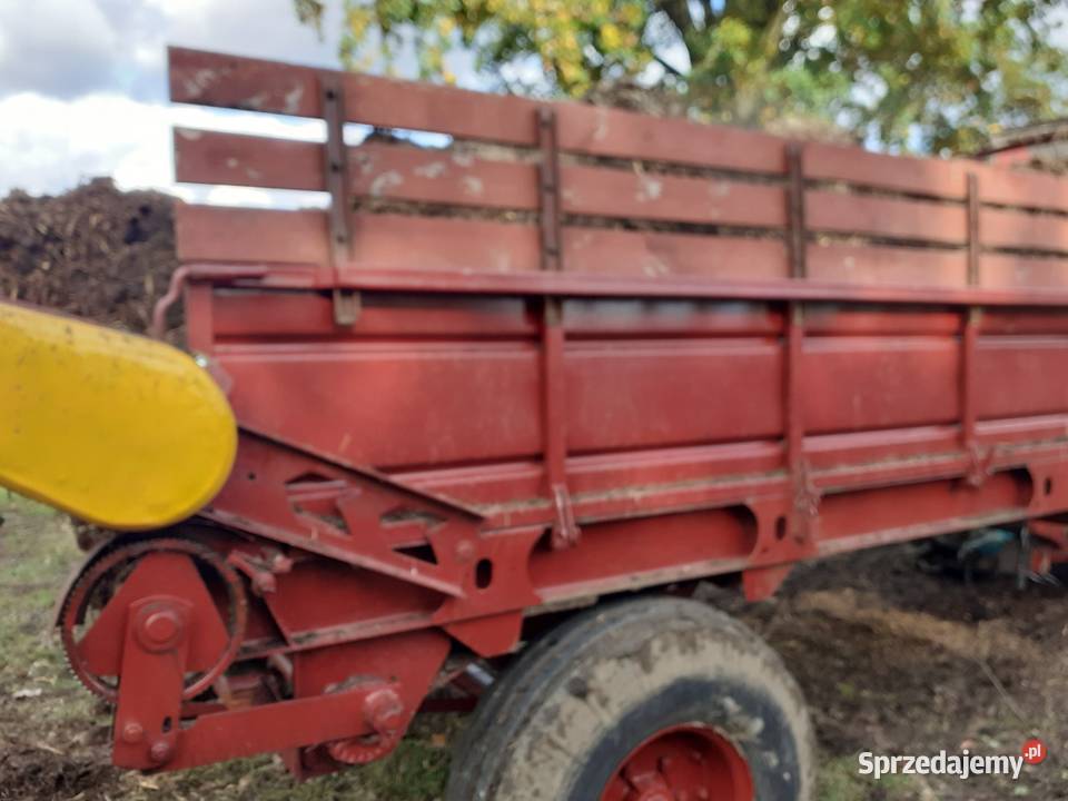 Rozrzutnik mazowieckie