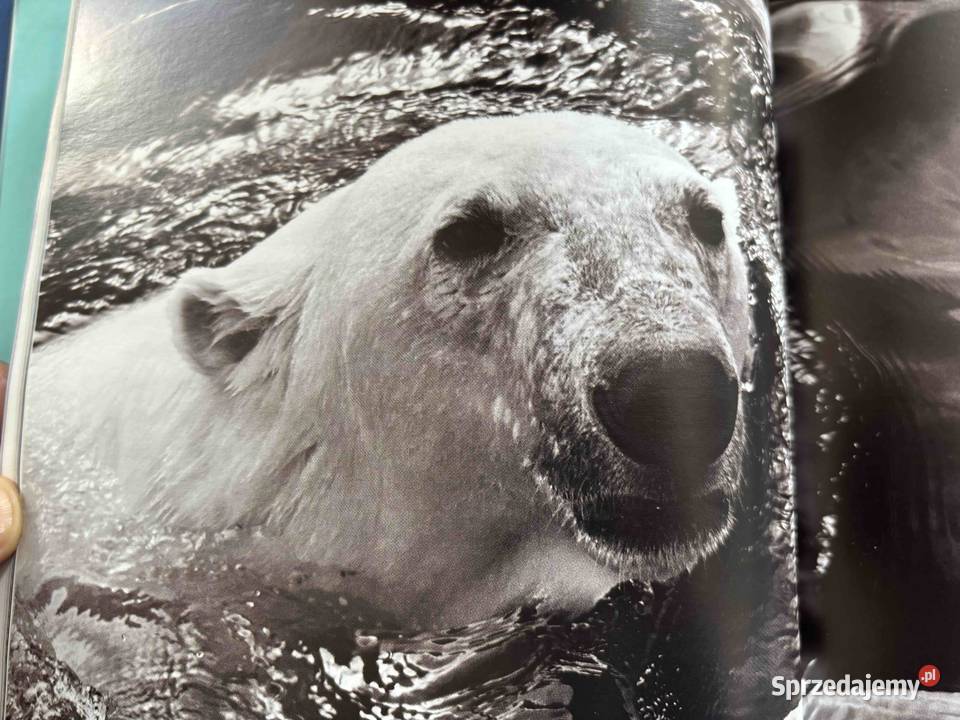Książka Nurkowa Antarktyka Podwodne Zauroczenie śląskie Bytom