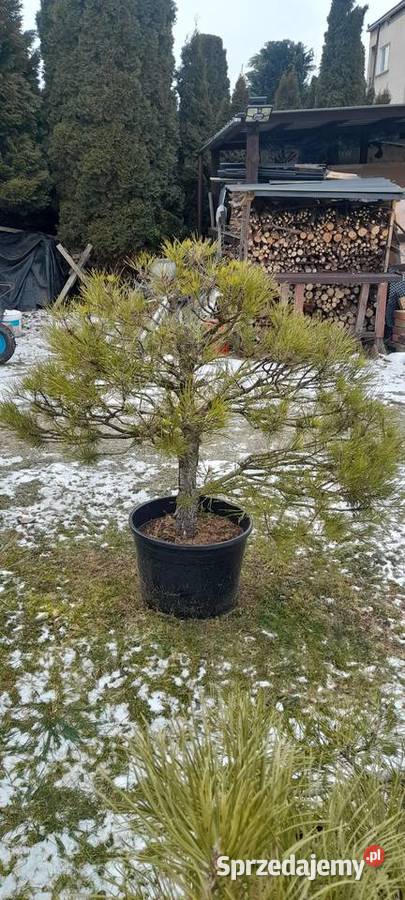 Sosna czarna prebonsai Bonsai Nowy Sącz