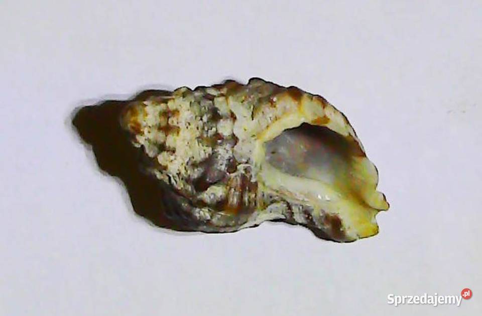 Muszla nieduża 40x25 mm małopolskie