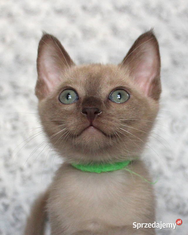 Kocięta tonkijskie kot tonkijski hodowla Zona kujawsko-pomorskie Grudziądz