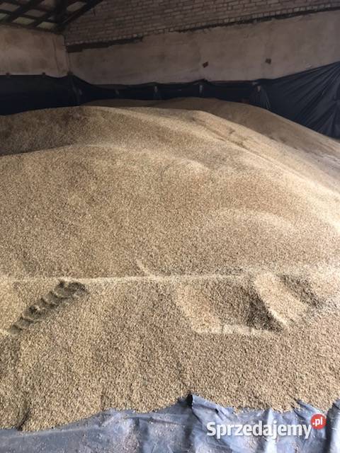 SPRZEDAM JĘCZMIEŃ JARY OK 30 TON