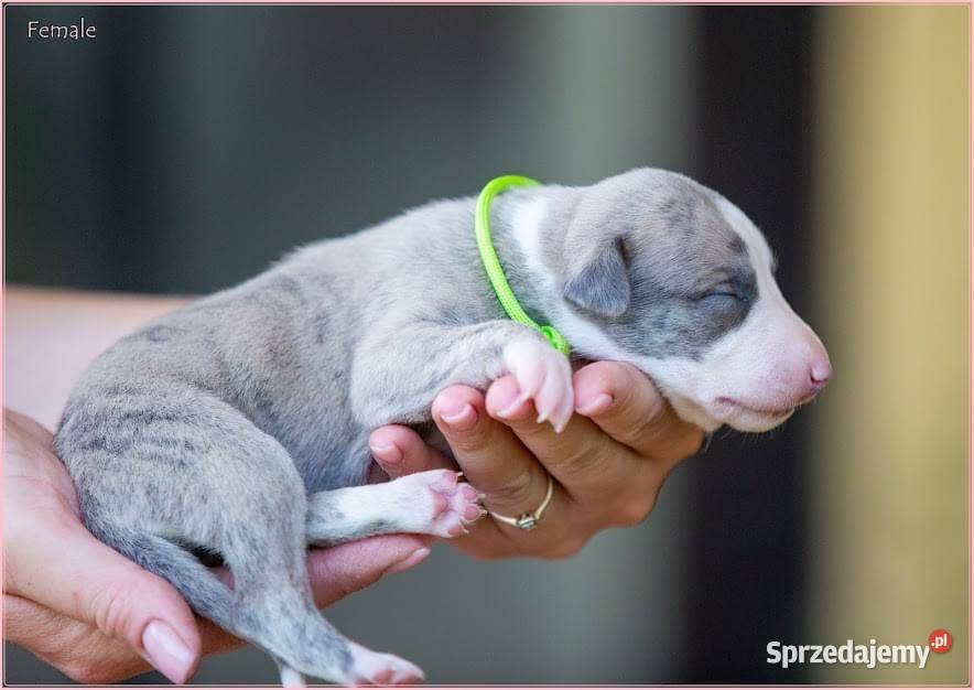 Whippet Chart Angielski Piaseczno sprzedam