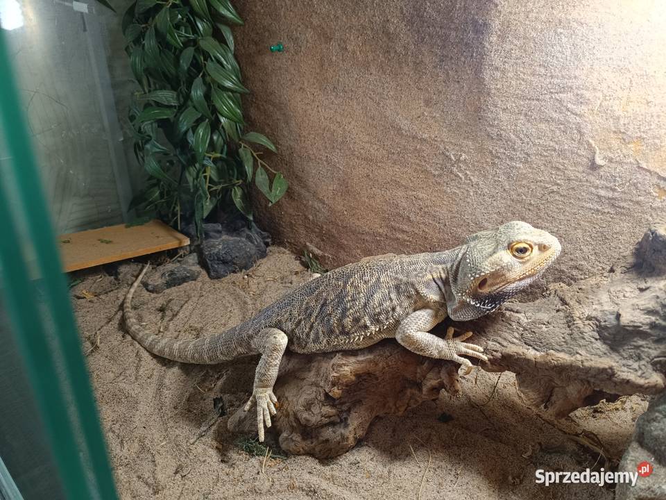 Sprzedam terarium i agame brodata Lubomia