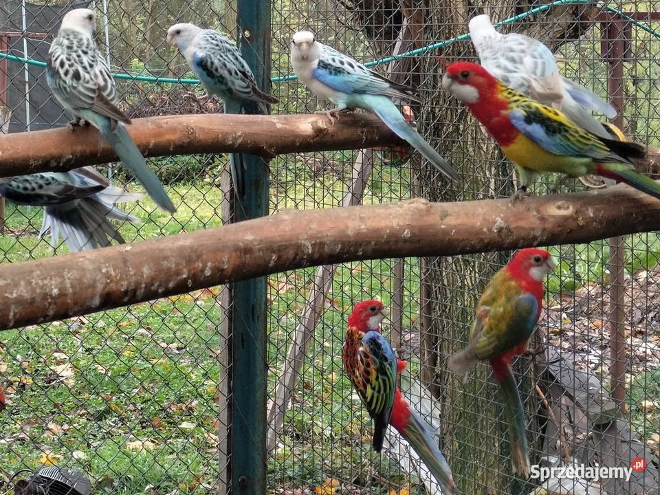 Rozelle Białolice 2025 Ptaki Borowo