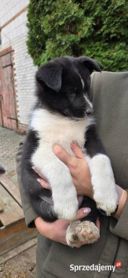 Karelski pies na niedźwiedzie sprzedam