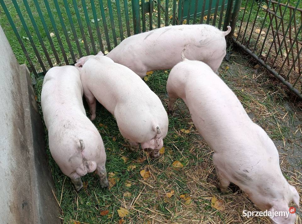 Knurki młode PBZ Polska Biała Zwisłoucha Strzałkowo sprzedam