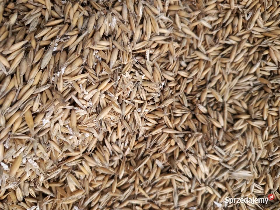 Sprzedam owies jary Dratów sprzedam