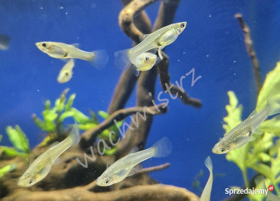 Gupik Endlera Ryby Krotoszyn