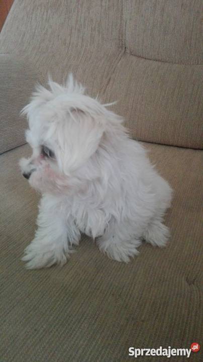 Maly Slodki Maltanczyk śląskie Żywiec