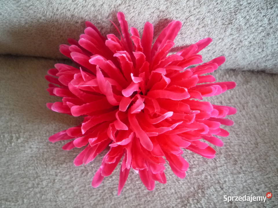 Duża 17 Astry Główka różowa żółta fioletowa Szczecin