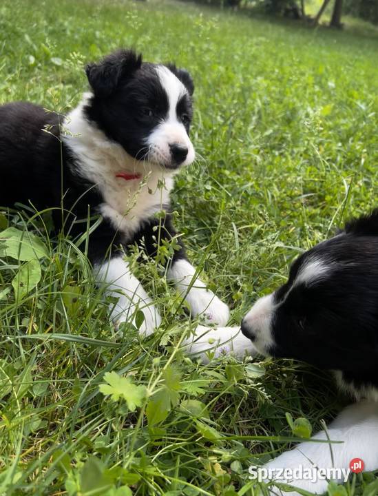 Szczenięta Border Collie DO ODBIORU Biała Góra