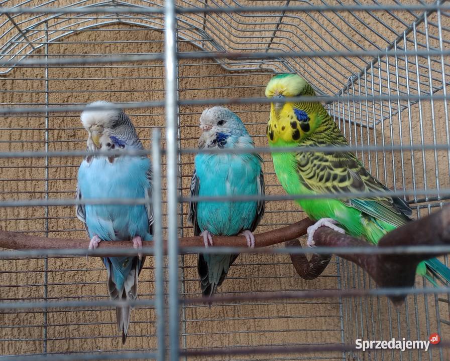 Papugi faliste wpf Zwierzęta Rzeszów sprzedam