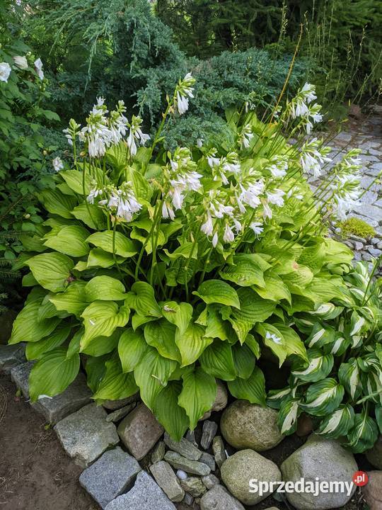 Hosta funkia gigant zielona Lublin