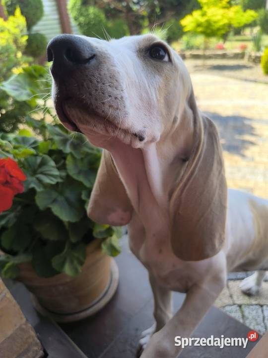 Szczeniak PORCELAINE FCI gończy z Francji Radzionków