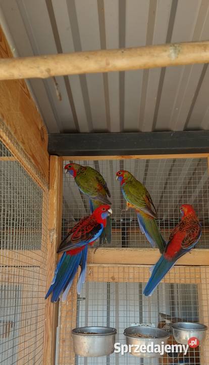 sprzedam rozelle królewskie Międzybórz