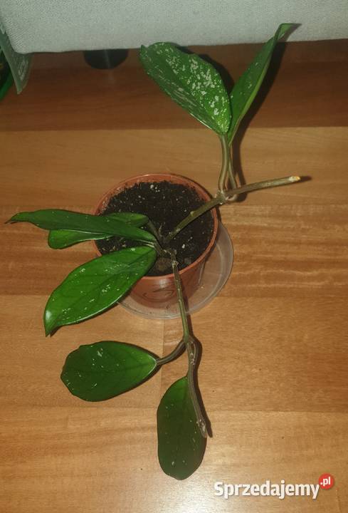 Hoya hoja kwiat rosnący 3