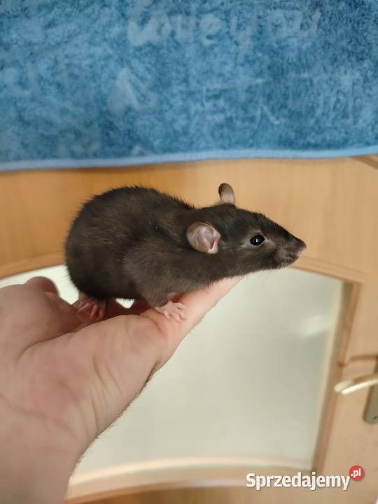 Szczur Szczury Szczurki Młode sprzedam