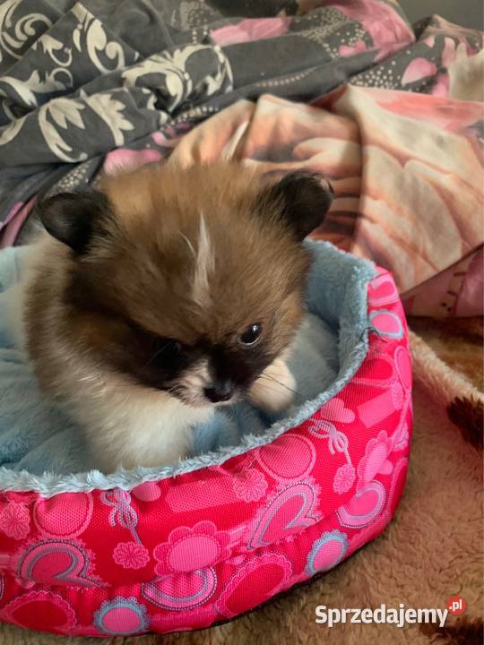 Szpic mini piesek pomeranian z rodowodem Stare Polesie sprzedam