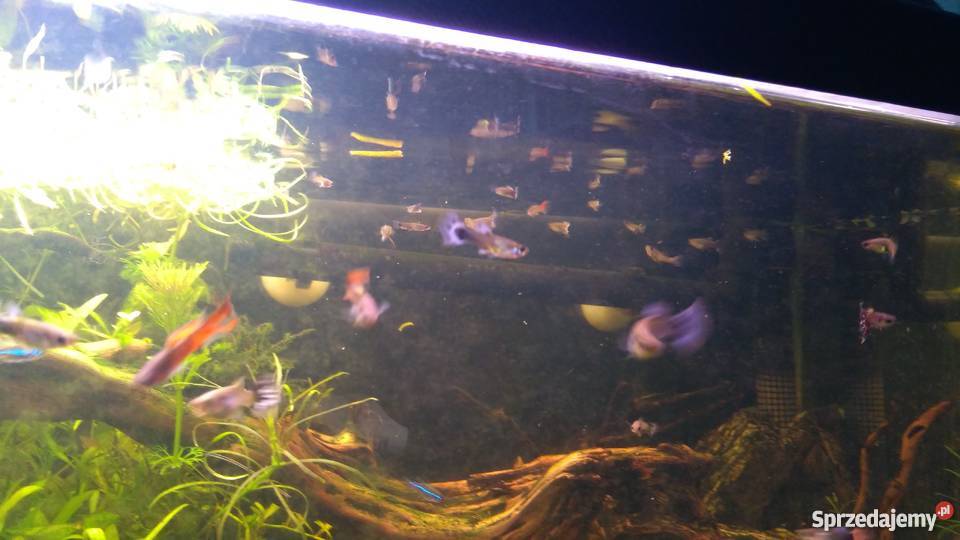 Ryby Rybki Gupiki Warszawa