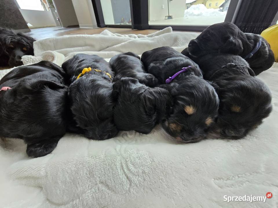 Cocker Spaniel Angielski Cocker Spaniel Błażowa
