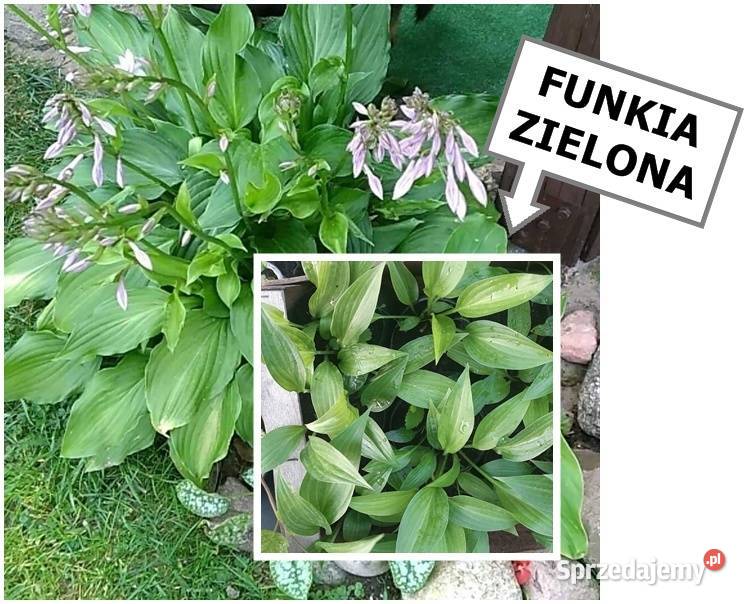 JUKA KWIAT sadzonki dużemożliwa wysyłka Rośliny Poznań sprzedam